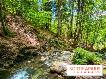 Les Nuits des Forêts 2022, redécouvrez vos forêts !