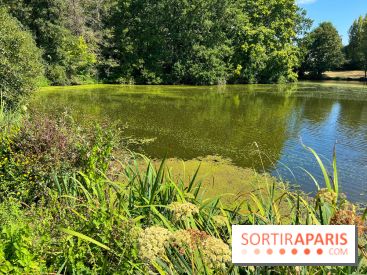 Les cyanobactéries prolifèrent en Ile-de-France, attention aux chiens et à la pêche