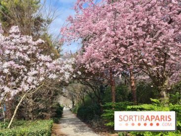 Où voir des cerisiers en fleurs à Paris et en Île-de-France : nos spots coup de cœur !