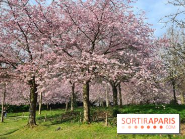 Où voir des cerisiers en fleurs à Paris et en Île-de-France : nos spots coup de cœur !