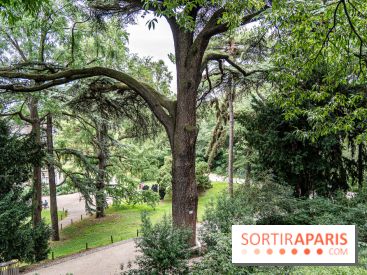 Le Jardin des Plantes cache le plus ancien cèdre du Liban de Paris, histoire insolite