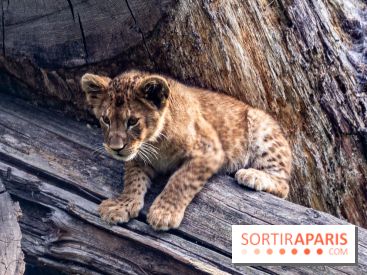 Zoo Safari de Thoiry : les nouveautés à découvrir