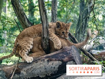 Carnet rose au Zoo de Thoiry (78) : deux bébés lionnes pointent le bout de leur nez