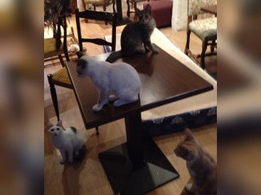 Le Café des chats, le premier bar à chats français à Paris