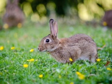 Paris : les lapins de garenne bientôt chassés des Invalides ?