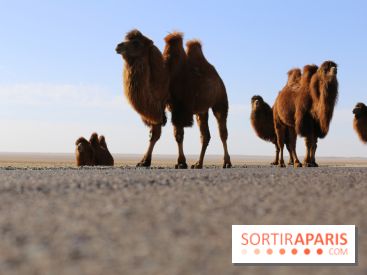Année mondiale des Camélidés : une parade de dromadaires, chameaux et lamas à Paris