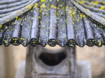 Rendez-vous aux jardins 2026 : visite zen d'un jardin japonisant en Essonne
