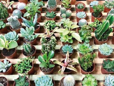 Boutique de bébés plantes signée Plantes Pour Tous à Ground Control