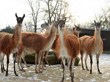 Rendez-vous sauvage en Patagonie au Parc zoologique de Paris