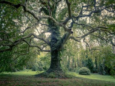Festival Les Siestes 2019 à Nogent-sur-Marne : le programme des concerts gratuits