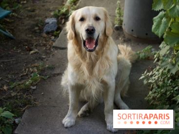 Les parcs, squares et jardins où promener son chien à Paris, avec ou sans laisse 