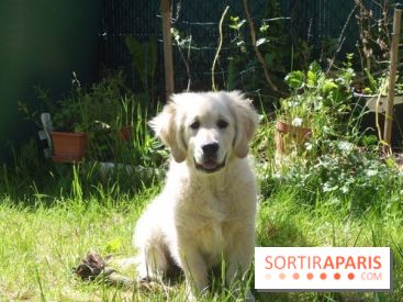 Les parcs, squares et jardins où promener son chien à Paris