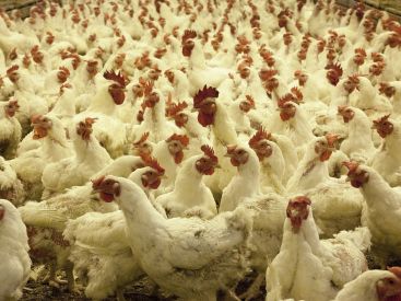 Grippe aviaire : 45 départements placés en risque "élevé" en France