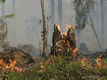 Environnement : la déforestation en Amazonie brésilienne au plus haut niveau depuis 12 ans