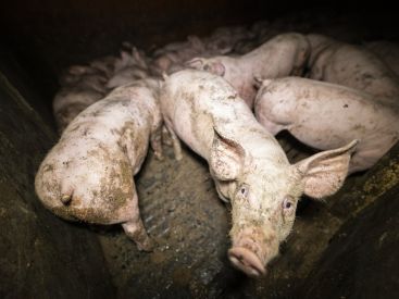 Vidéo : l'association L214 dénonce l'envers du décor d'un élevage de cochons mis en avant par Herta