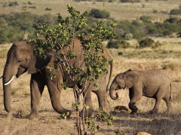 Biodiversité : l'éléphant de forêt d'Afrique désormais classé en "danger critique d'extinction"