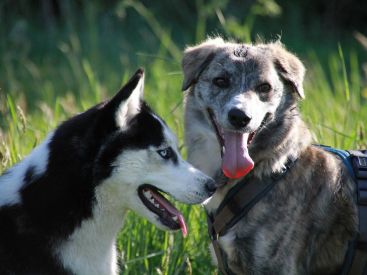 SPA : les journées "portes ouvertes adoption" de retour ce printemps dans 63 refuges