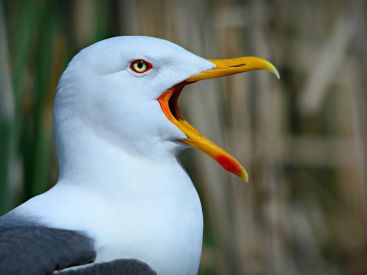 Des cadavres de mouettes découverts le long du canal de l’Ourcq 