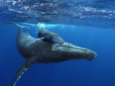 Baleines, le nouveau film de la Géode ! 