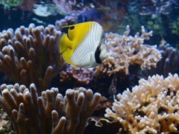 Les petites dents de la mer, visites guidées de l'Aquarium Tropical du Palais de la Porte Dorée