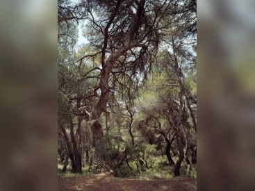 Simone Nieweg, une belle expo photo au Goethe Institut