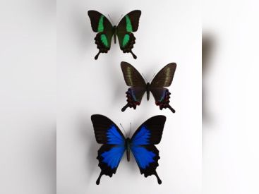 Une fenêtre sur Confluences, l'expo au musée du Quai Branly