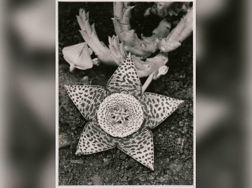 Albert Renger-Patzsch dans "Les choses", l'exposition au Jeu de Paume