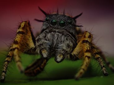 Au fil des araignées MNHN