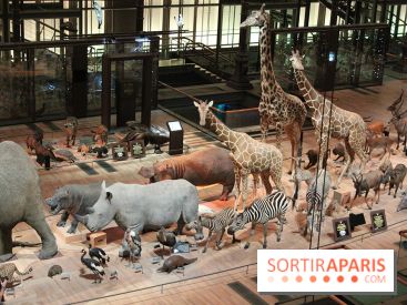 Grande Galerie de l'Evolution - savane