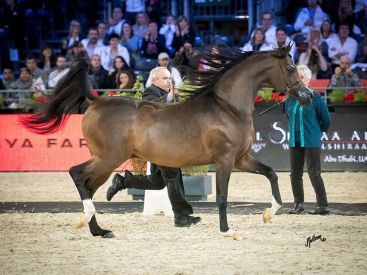 La 45ème édition du Salon du Cheval à Villepinte !