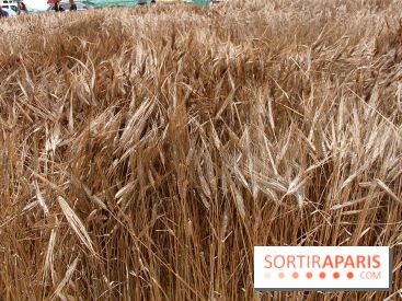 Gad Weil installe son Champ de Blés Place Vendôme