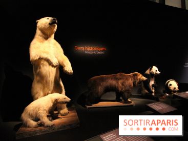 Espèces d'Ours, l'expo au Muséum National d'Histoire Naturelle