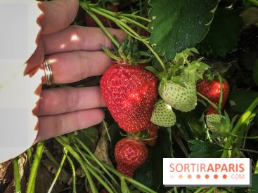Cueillettes des fraises autour de Paris