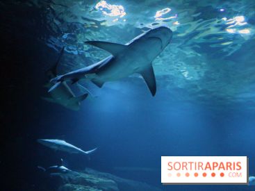 Zig & Sharko à l'aquarium de Paris