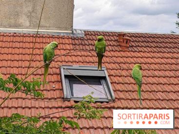 Le saviez-vous ? D'où viennent ces perruches vertes à Paris et en Île-de-France ?
