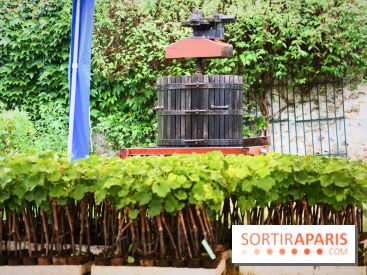 Domaine du bois brillant, la renaissance d'un vignoble historique en île-de-France