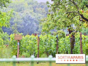 Domaine du bois brillant, la renaissance d'un vignoble historique en île-de-France