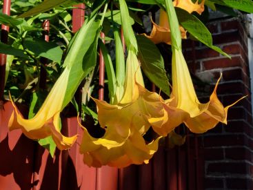 Rendez-vous aux jardins au centre horticole d’Argenteuil