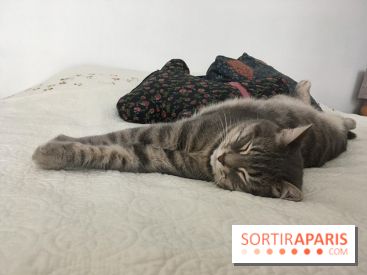 Coronavirus et santé animale pendant le confinement : les conseils d'un vétérinaire