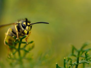 Les guêpes particulièrement nombreuses cet été à Paris ? 