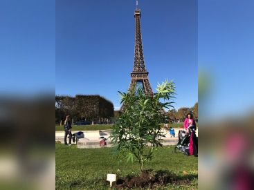 Du chanvre planté près des monuments les plus iconiques de la capitale