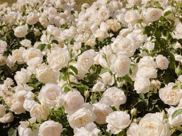 Une vente de rosiers à la Seine Musicale pour encourager la pollinisation en France