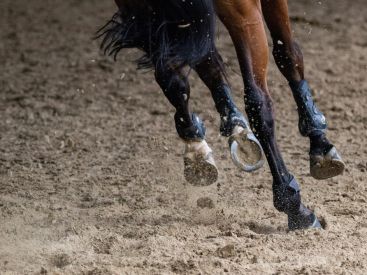 Les Dimanches Plaisirs de l'Hippodrome Paris-Vincennes : animations gratuites pour toute la famille