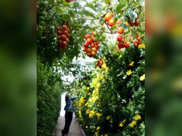 Jardin Perché du BHV Marais