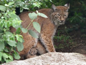 Baby-boom au parc zoologique de Paris !