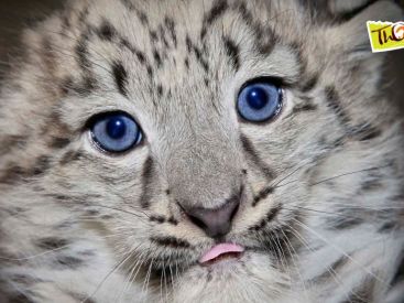 Nouvelles naissances au Zoo de Thoiry !