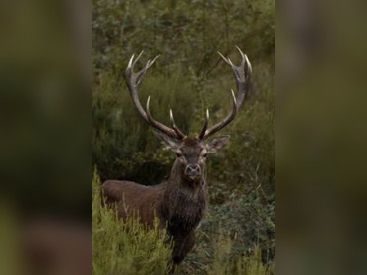 Excursion dans la forêt de Chambord pour le brame des cerfs