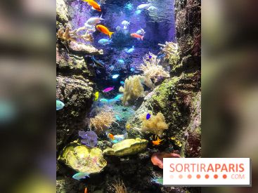Les récifs Coralliens s'exposent à l'Aquarium de Paris