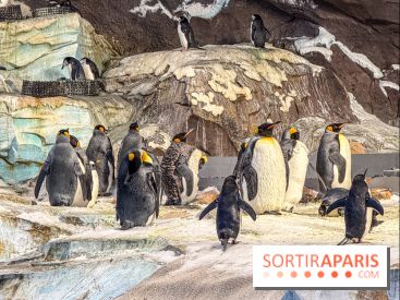 Neige et verglas : c'est quoi la posture du pingouin, pour éviter de tomber dans la rue ?