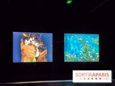 Rose Lowder au Palais de Tokyo : la nature image par image dans une exposition de films